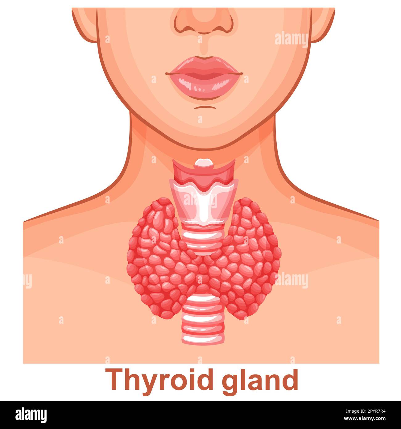 Thyroid gland, trachea internal organ anatomy, woman throat neck, human endocrine system health icon. Hyperthyroid disease medical treatment. Vector Stock Vector