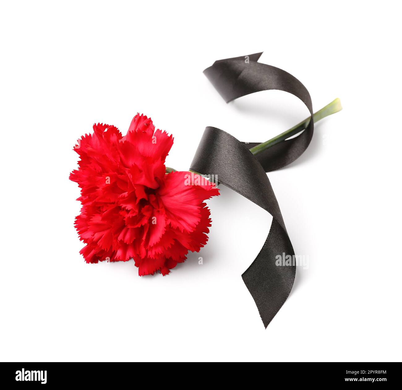 Red carnation and black ribbon on white background Stock Photo Alamy