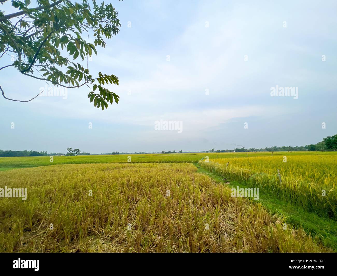 Rice field is seen in Bangladesh. Stock Photo
