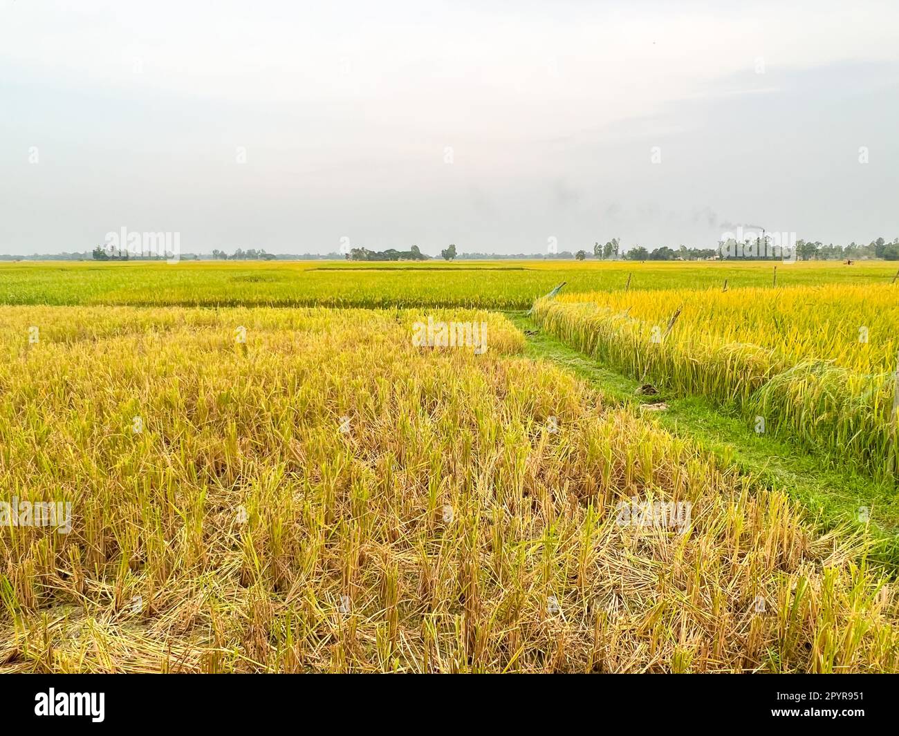 Rice field is seen in Bangladesh. Stock Photo