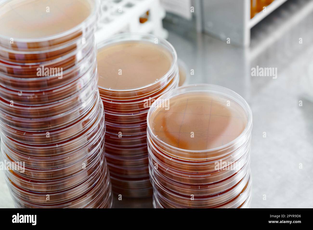 Petri dishes among glassware in special bio laboratory Stock Photo Alamy