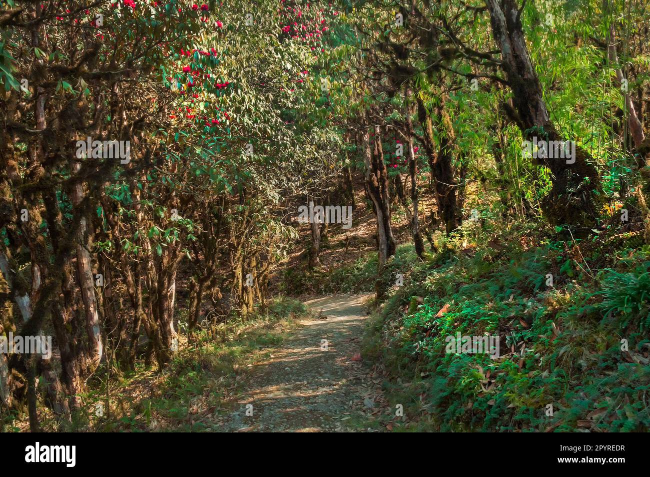 Trekking route through dense forest, from Hiley towards Varsey Rhododendron  Sanctuary or Barsey Rhododendron Sanctuary. A very popular trekking route  Stock Photo - Alamy