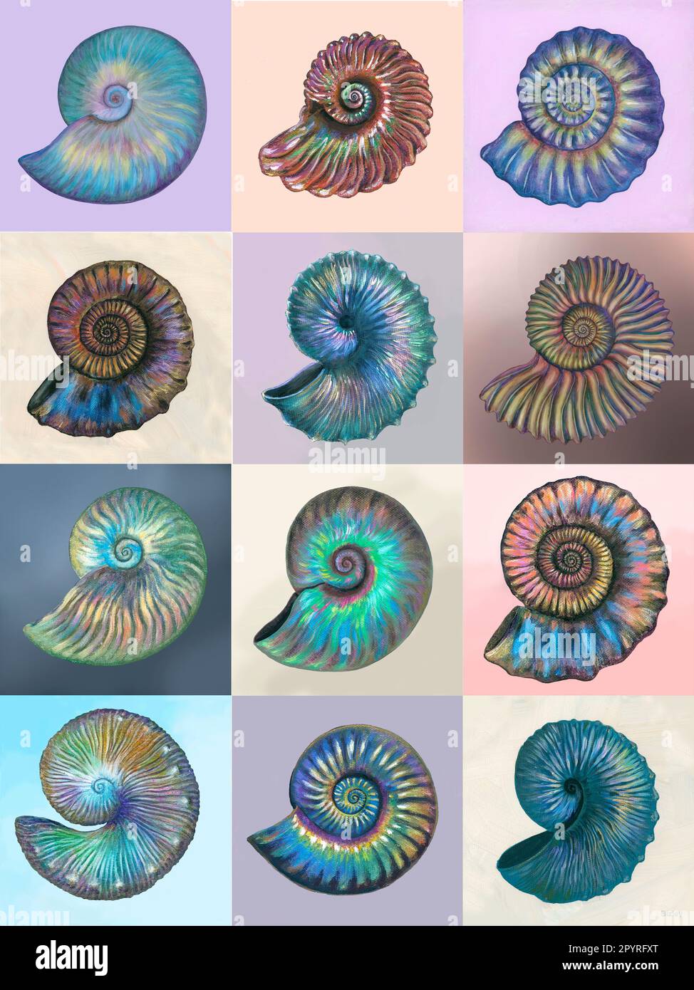 Ammonite Drawing With Color