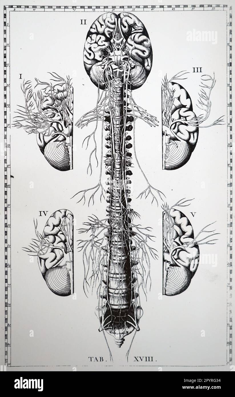 Brain and spinal nerves, 18th century illustration Stock Photo - Alamy