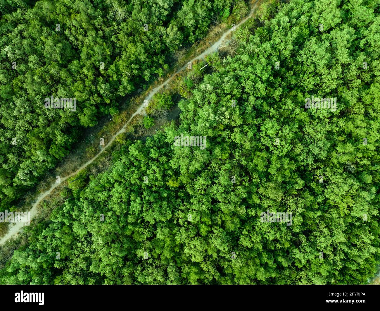 Aerial top view of green forest and forest trail. Drone view of green