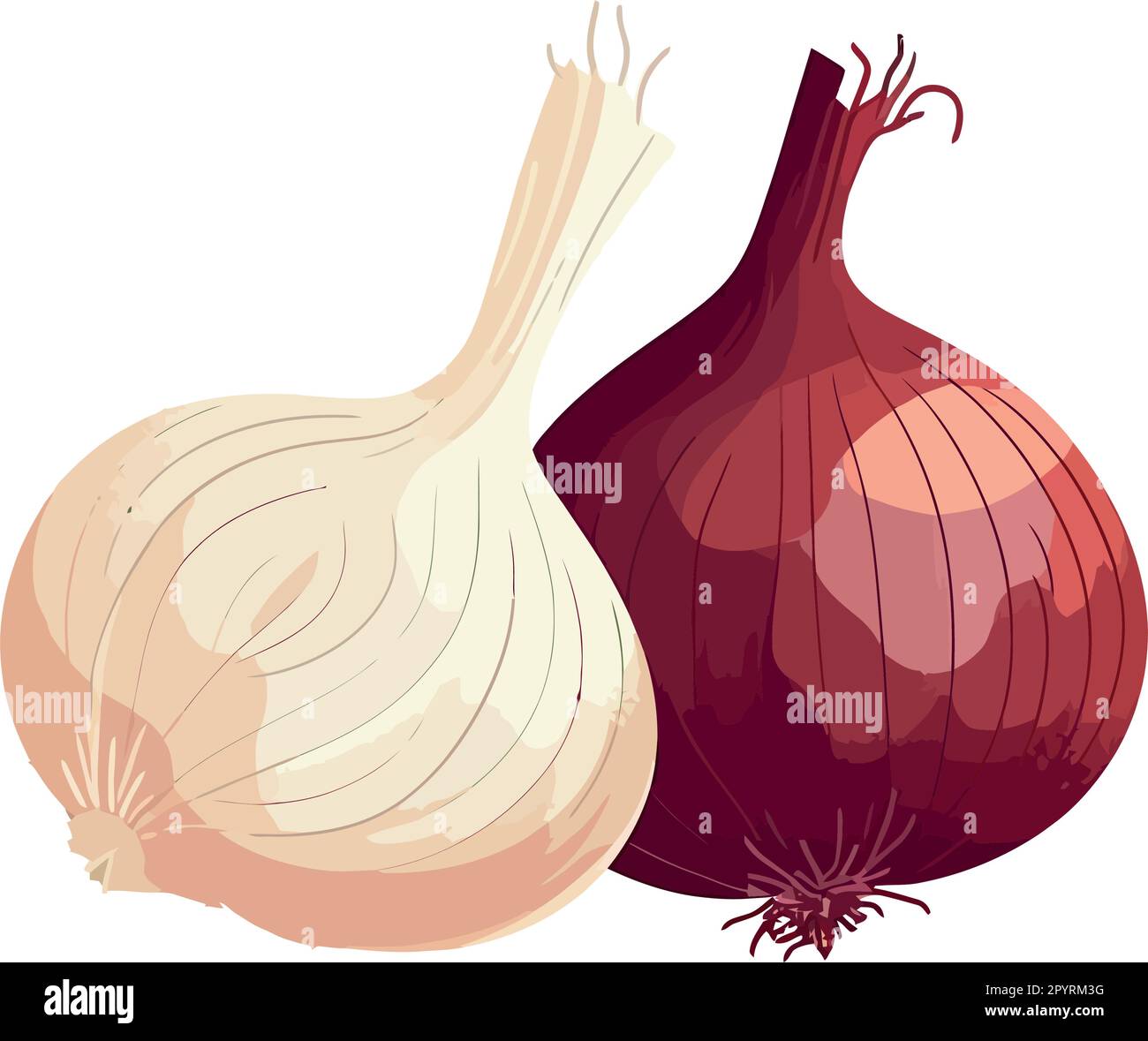 String of onion Stock Vector Images - Alamy