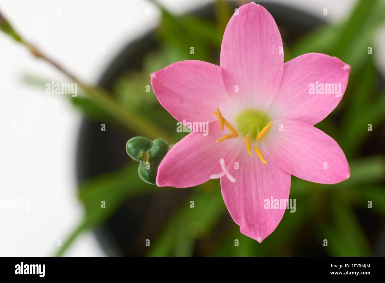 rain lily or zephyrlily, aka cuban zephyr or rose fairy lily which bloom only after heavy rain, small tropical and ornamental pink flower taken straig Stock Photo