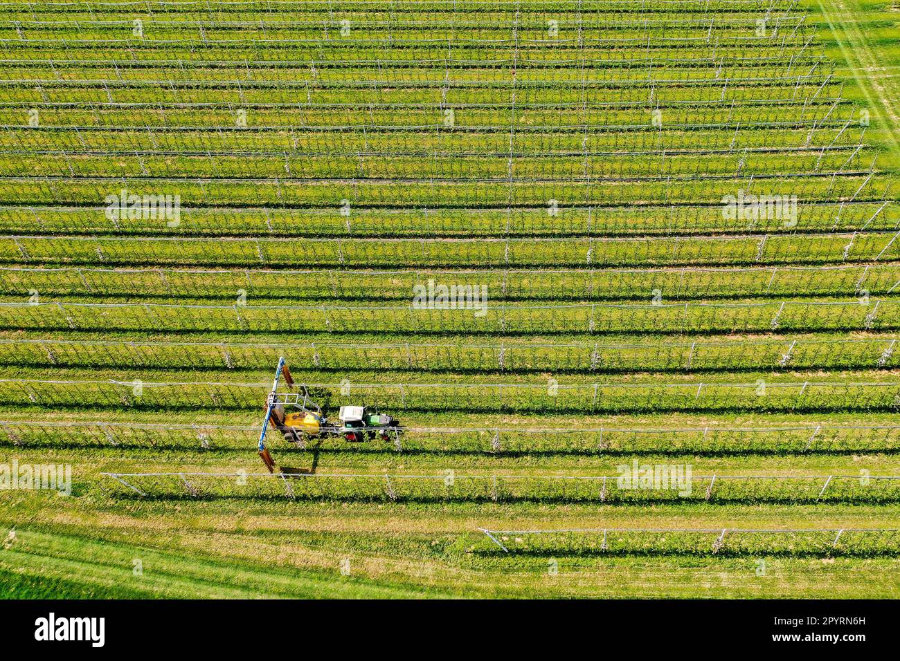 PRODUCTION 04 May 2023, Saxony, Sornzig A fruit grower treats the