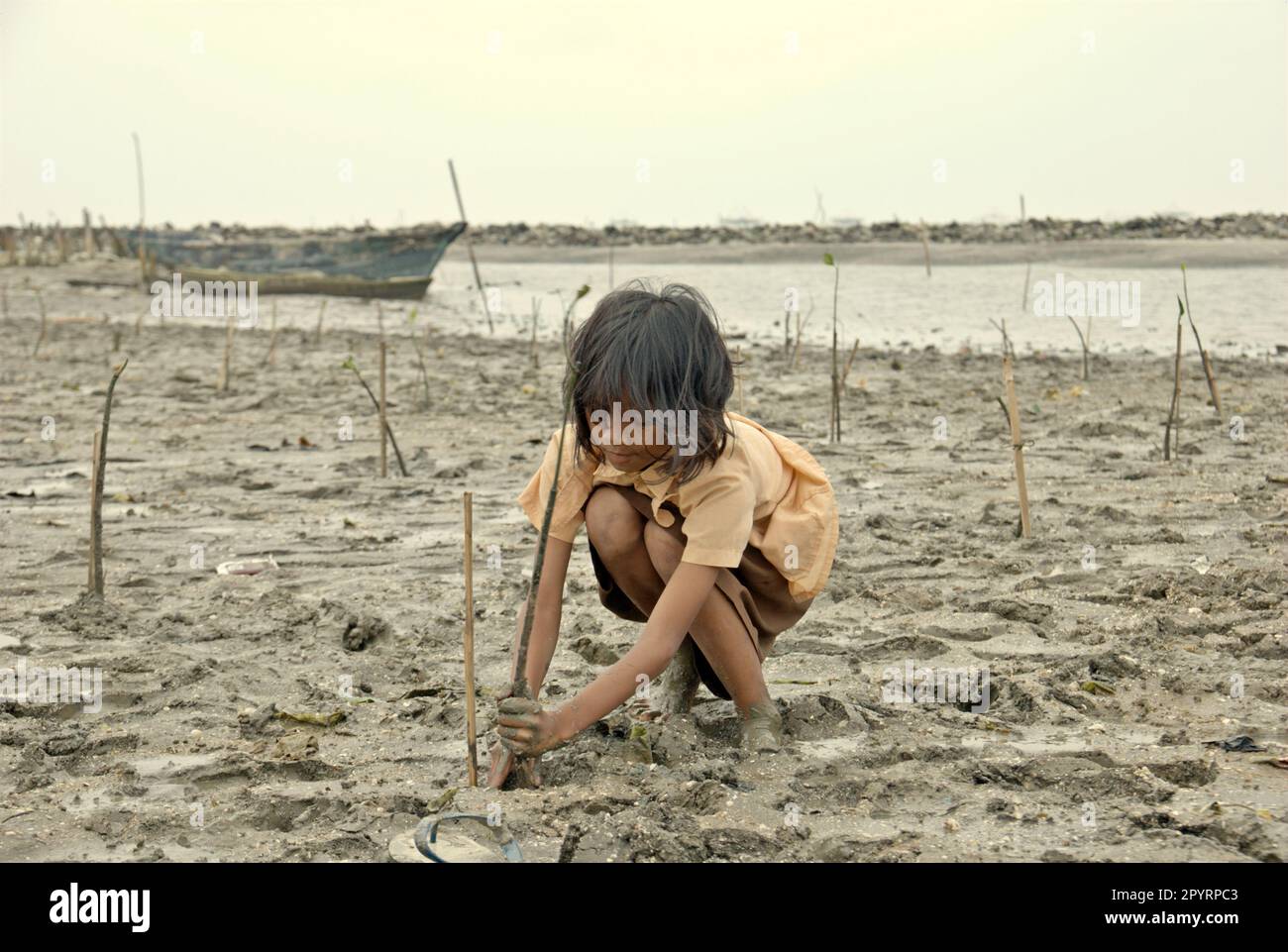 Marunda Tree A child is planting a mangrove tree in Jakarta coastal area during a ...