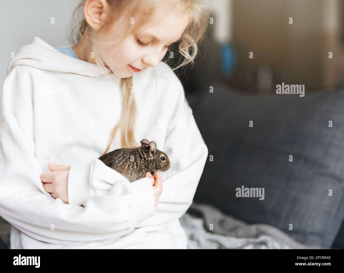 Young girl playing with cute chilean degu squirrel.  Cute pet sitting on kid's hand Stock Photo