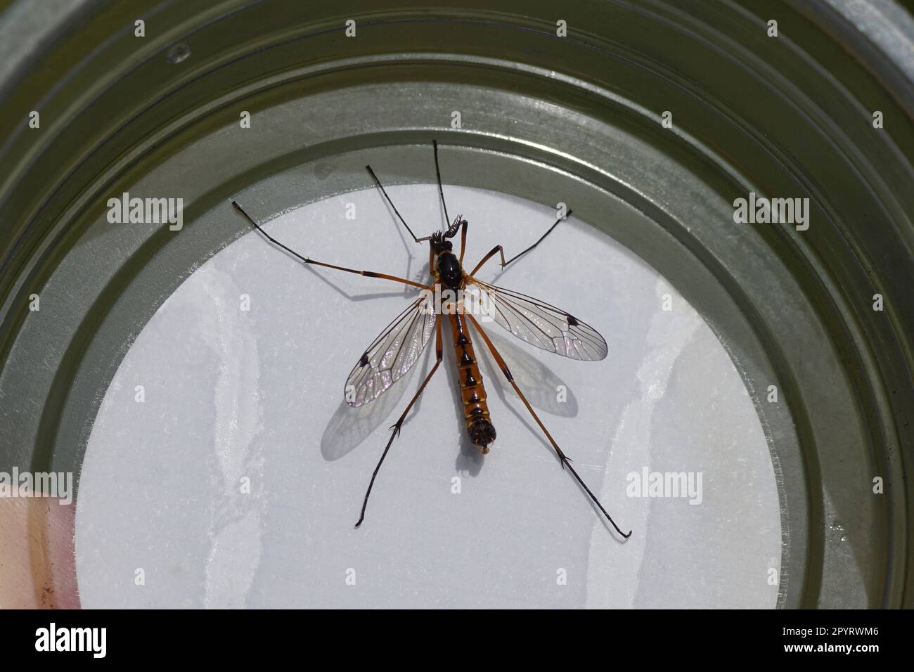 Male Crane fly Otenophora pectinicornis resting in a semi-transparent plastic pot to bring it outside the house. Family Crane flies (Tipulidae). Stock Photo