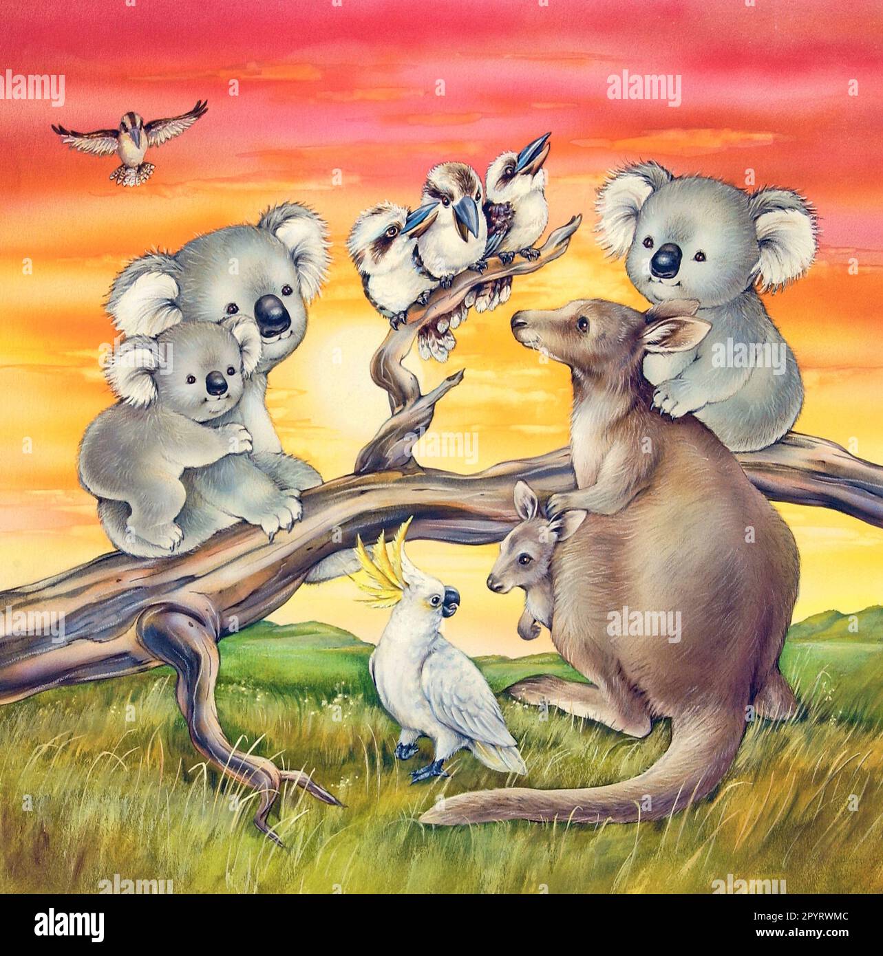 Animals-Australian Animals  Koalas Kangaroo kookaburras gathered at sunset Stock Photo