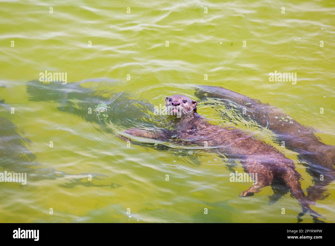 Smooth coated otter family members in the sea along the coast of Singapore Stock Photo