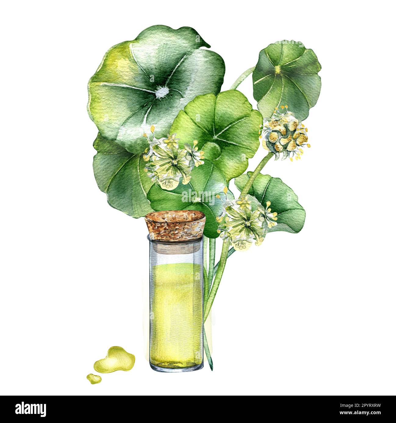 Centella asiatica, essential oils watercolor illustration isolated on white. Pennywort, gotu kola herbal plants, cola hand drawn. Design element for p Stock Photo