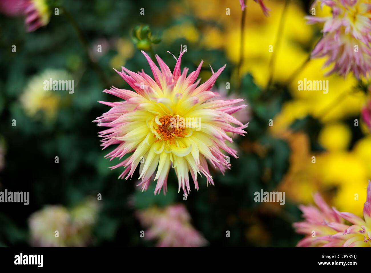 Beautiful red yellow orange and pink flowers at Gardens by the bay in
