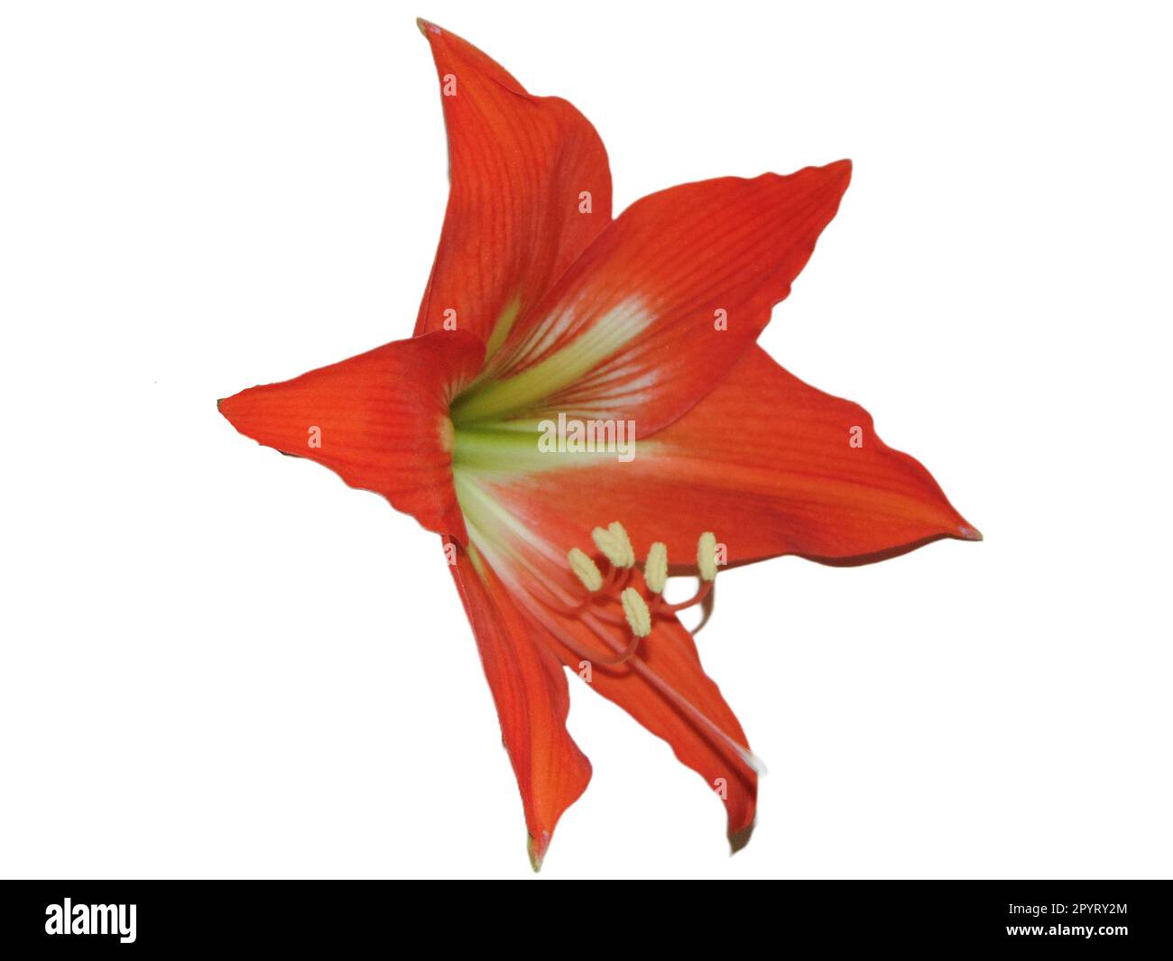 Striped Barbados lily isolated on white. Hippeastrum striatum Stock Photo