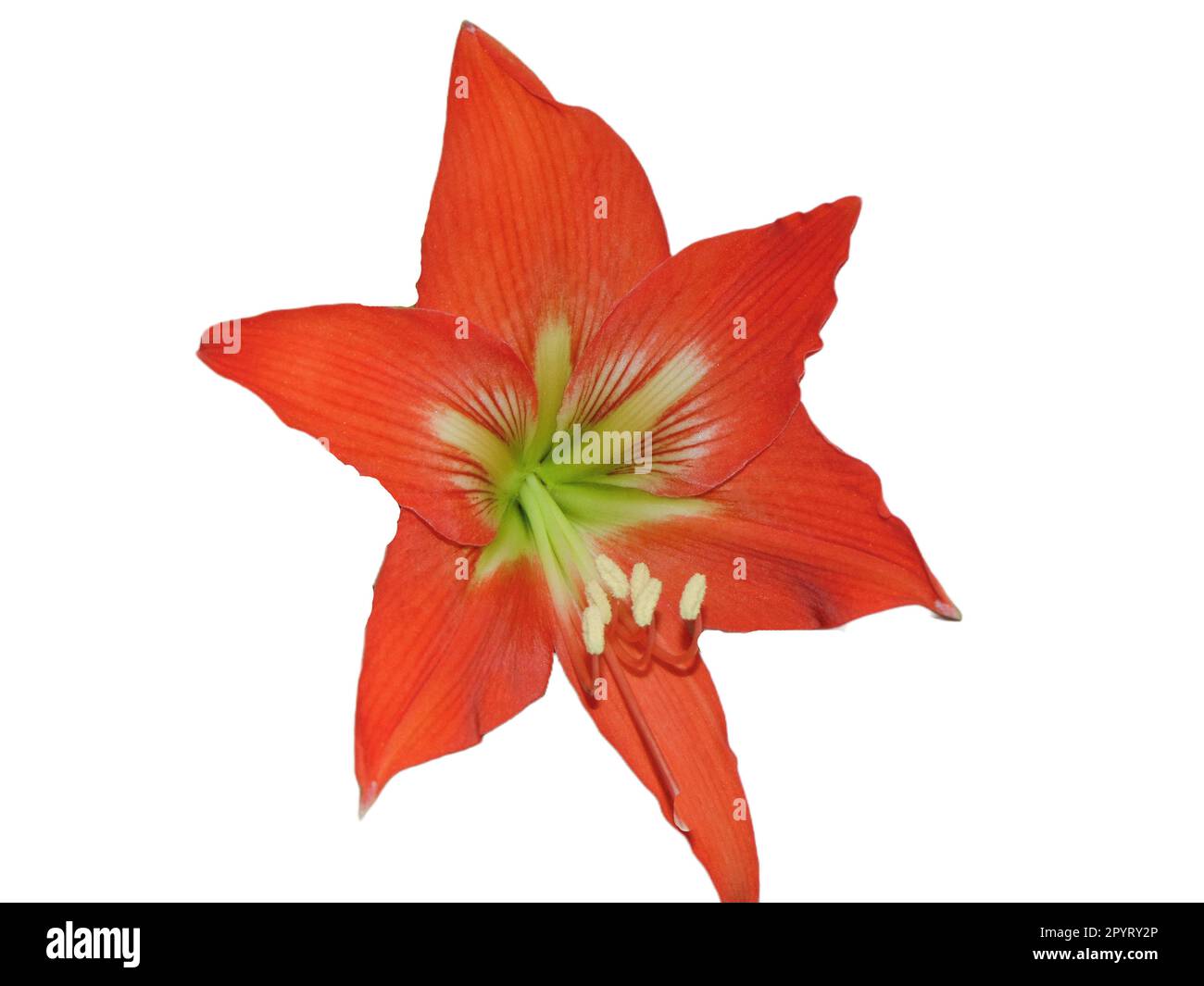 Striped Barbados lily isolated on white. Hippeastrum striatum Stock Photo