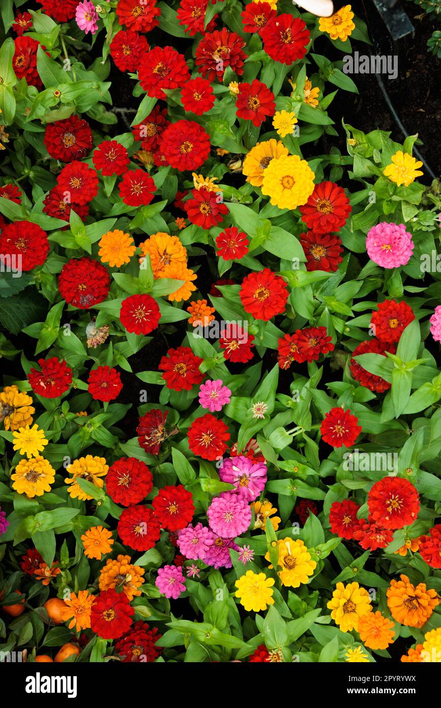 Beautiful red yellow orange and pink flowers at Gardens by the bay in