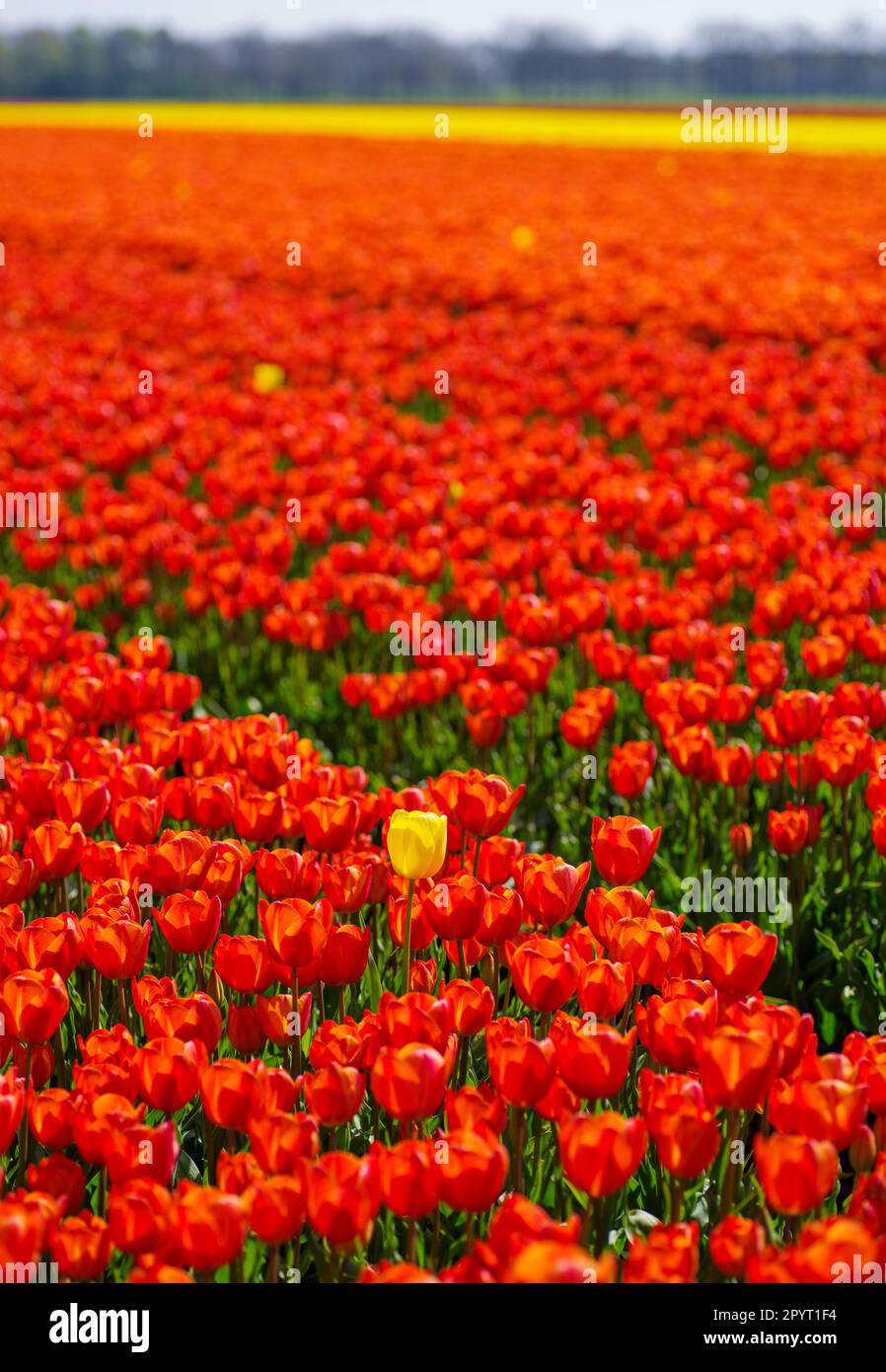 single yellow tulip in a field with red tulips Stock Photo