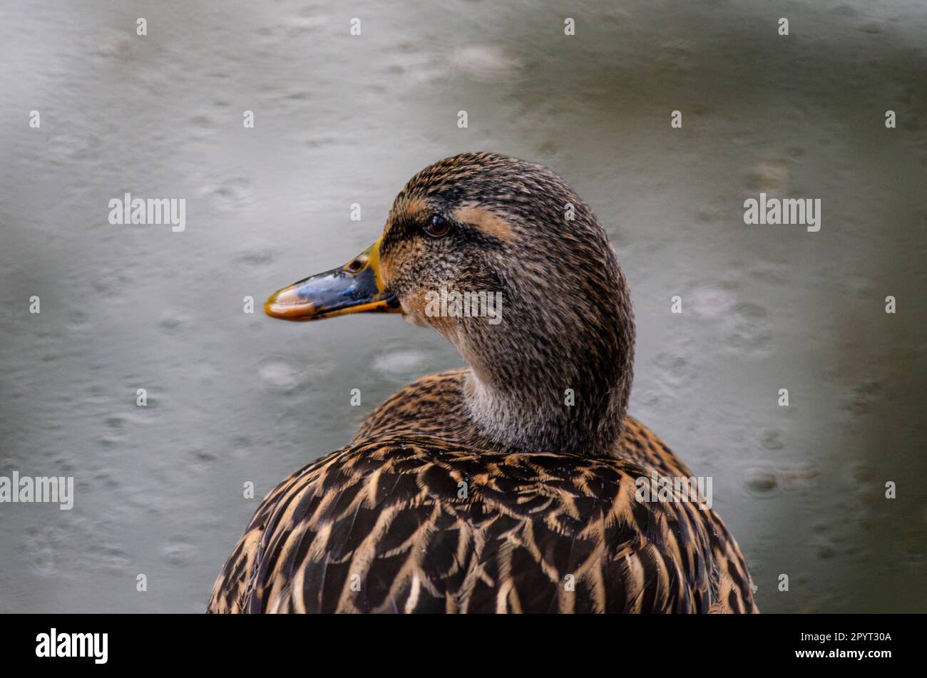Rouen duck female hi-res stock photography and images - Alamy