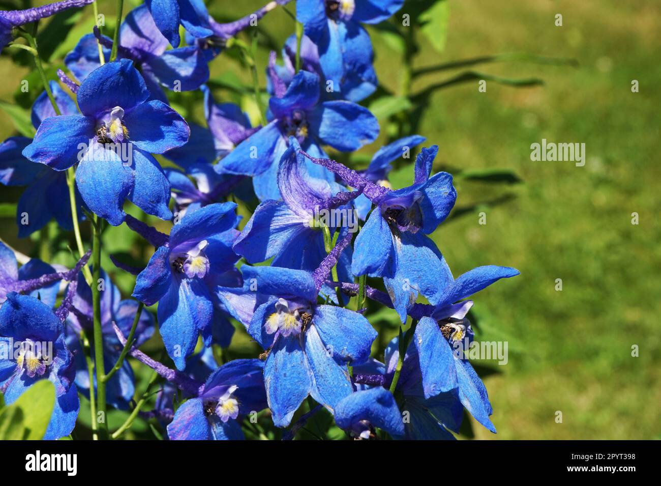 delphinium blue flower as very nice natural background Stock Photo