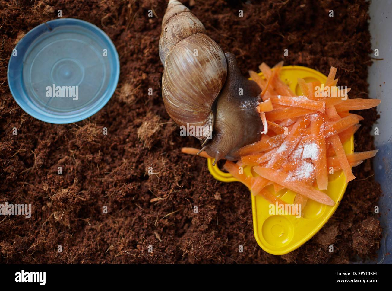 Big brown snail eating. Achatina fulica. Giant African land snail