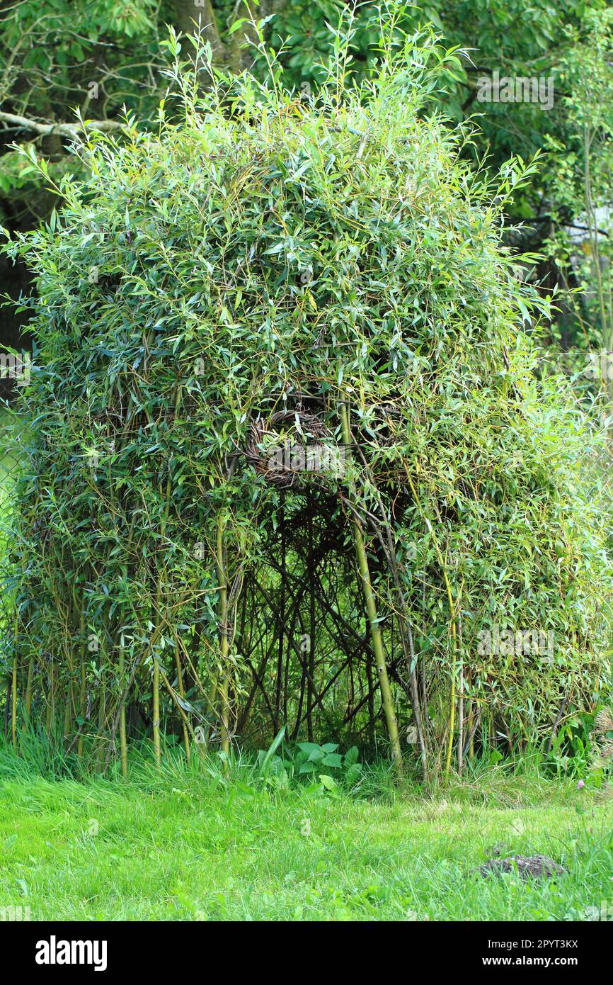 wicker house from green plants as garden decoration Stock Photo Alamy