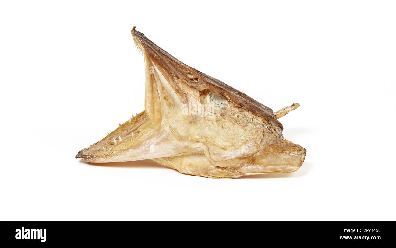 Dried pike head isolated on white background. Pike head with open mouth and sharp teeth Stock Photo