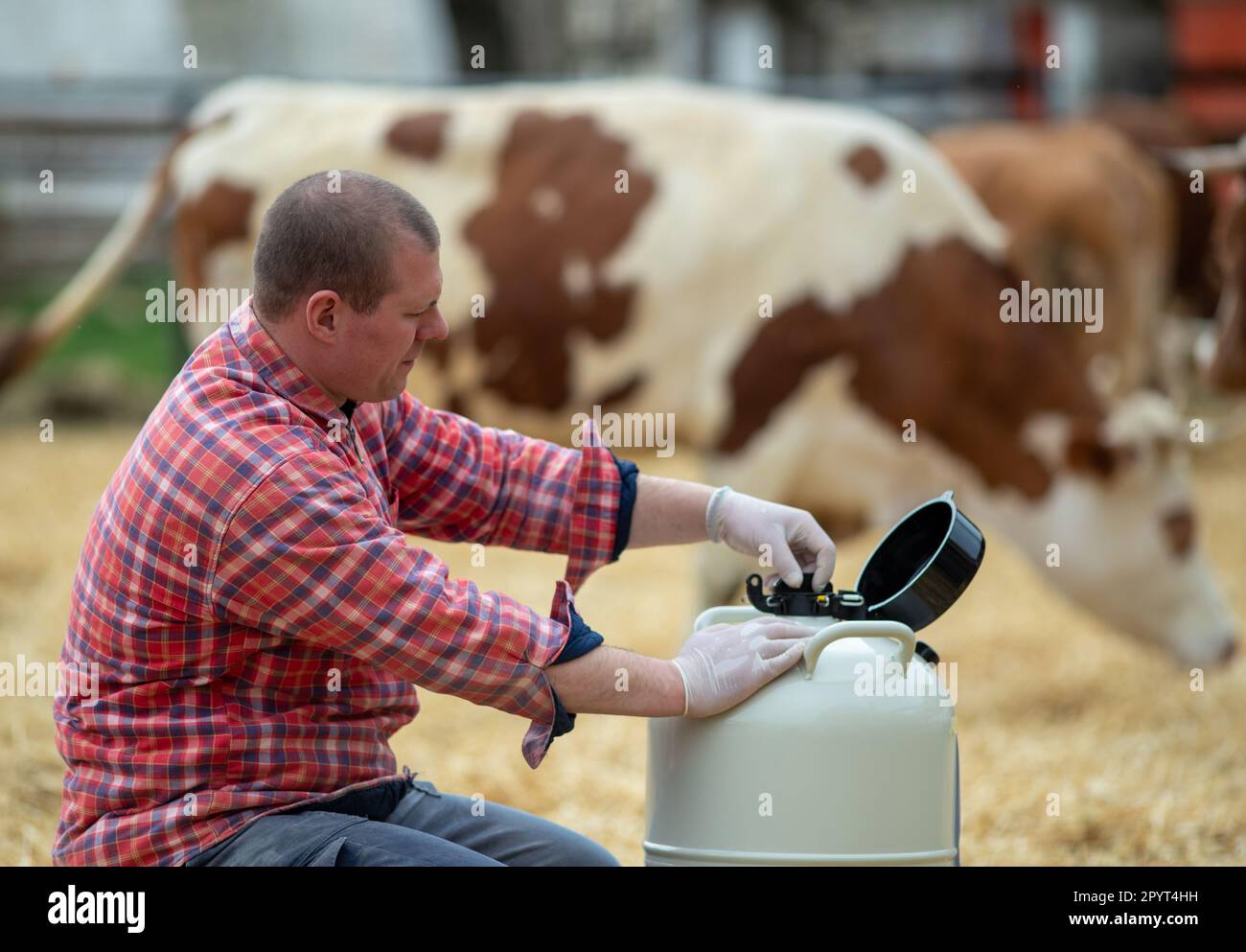 Young veterinarian working with frozen bull sperm in liquid nitrogen