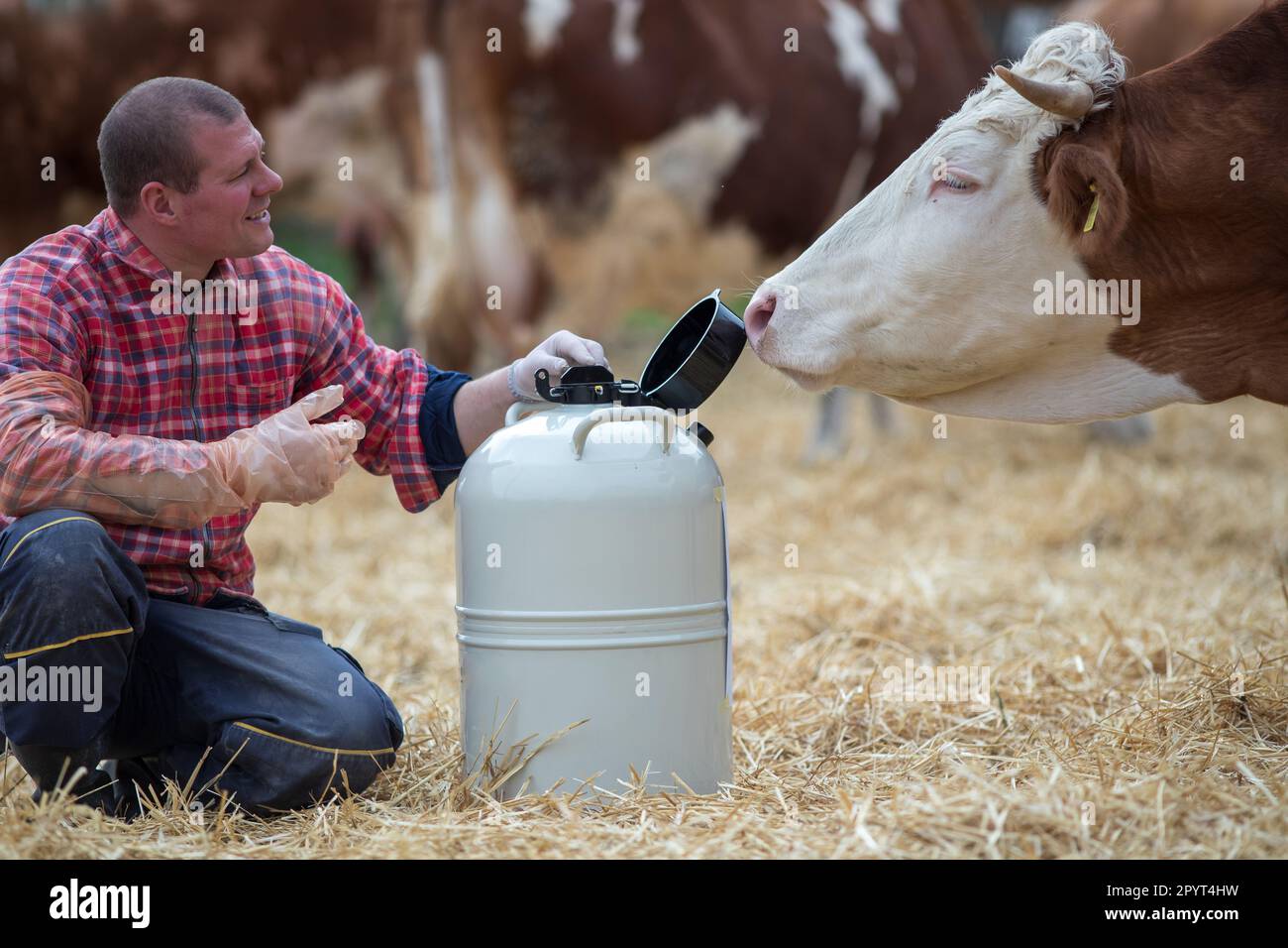 Young veterinarian crouching beside liquid nitrogen tank for artificial insemination of cows Stock Photo