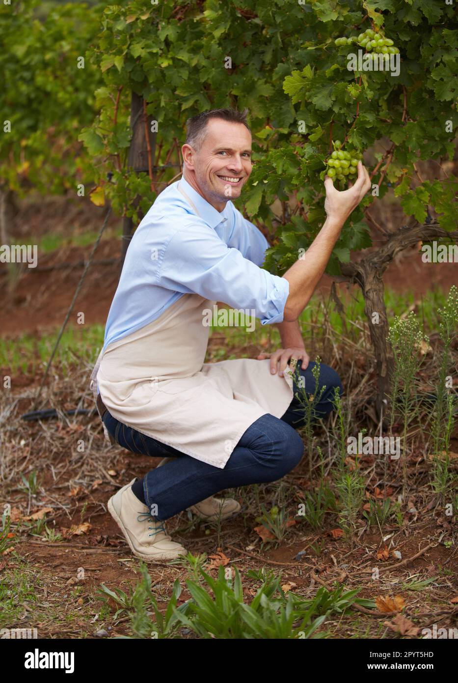 Wine farm, grapes and portrait of a man winemaker picking a product for the production of alcohol. Happy, smile and male winery worker with fruit on Stock Photo