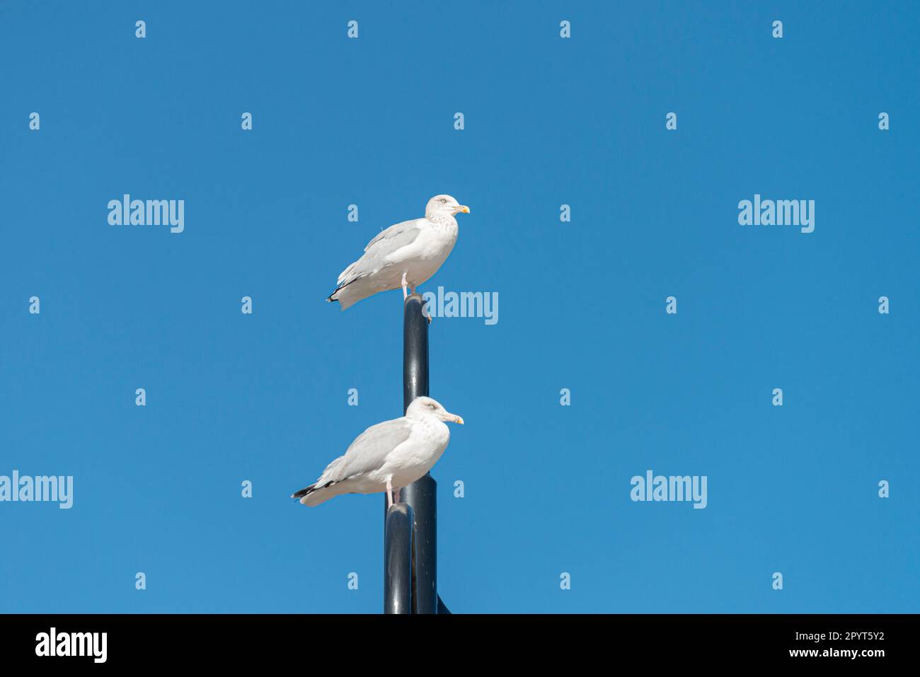 Two young herring gull (Larus argentatus) perched on a streetlight in Lyme Regis, Dorset Stock Photo