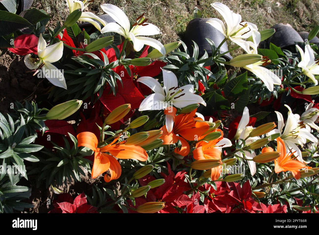 Hybrid Asiatic lilies (Lilium auratum) of various colours : (pix Sanjiv Shukla) Stock Photo