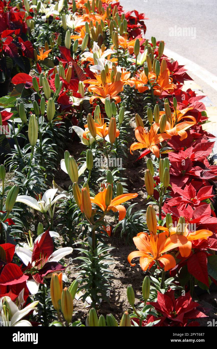 Hybrid Asiatic lilies (Lilium auratum) of various colours : (pix Sanjiv Shukla) Stock Photo