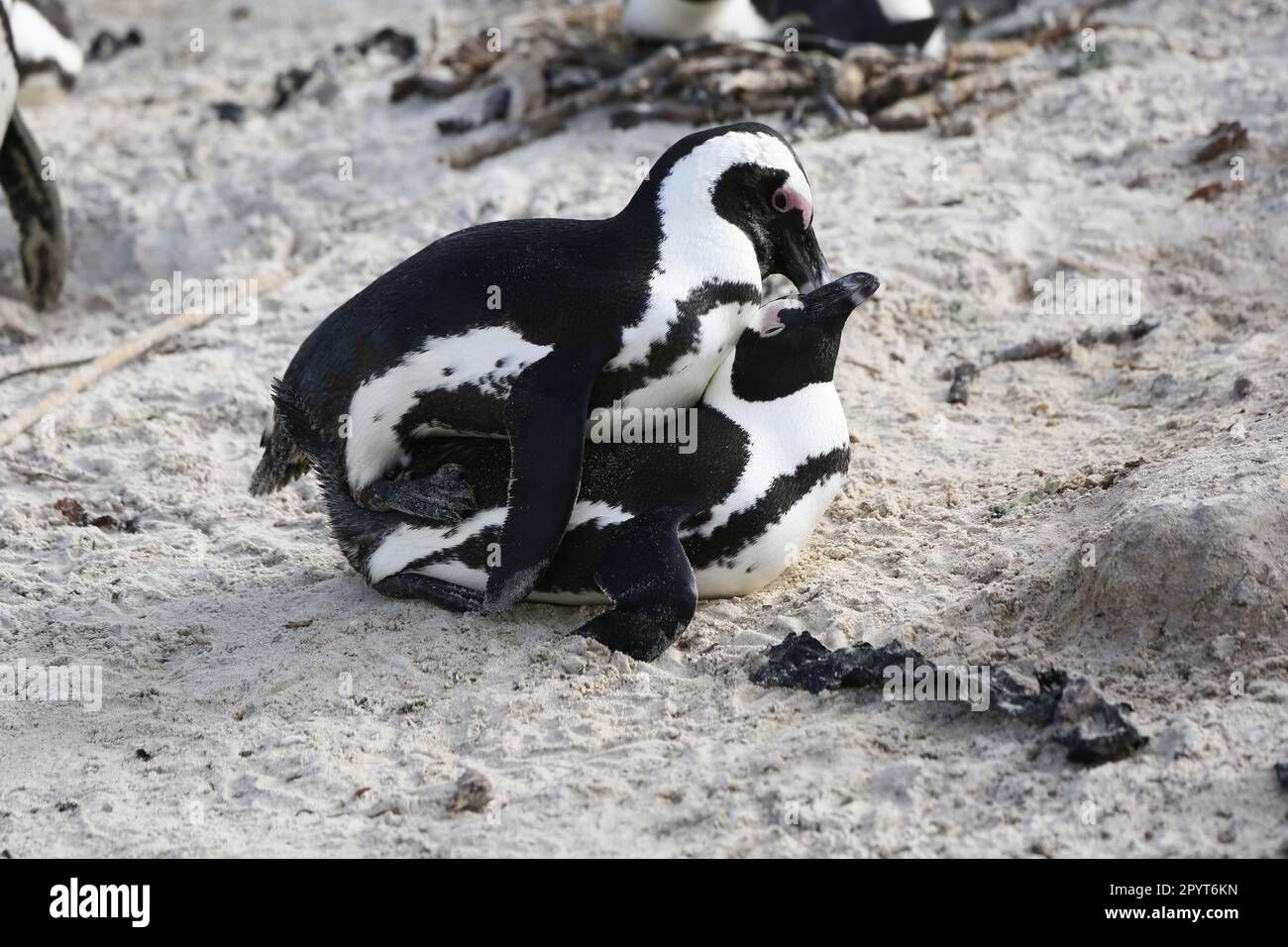 African penguin mating Stock Photo - Alamy