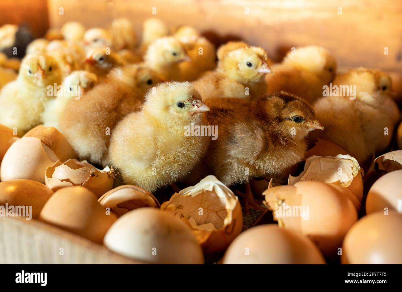 Chicken eggs hatching incubator hires stock photography and images Alamy