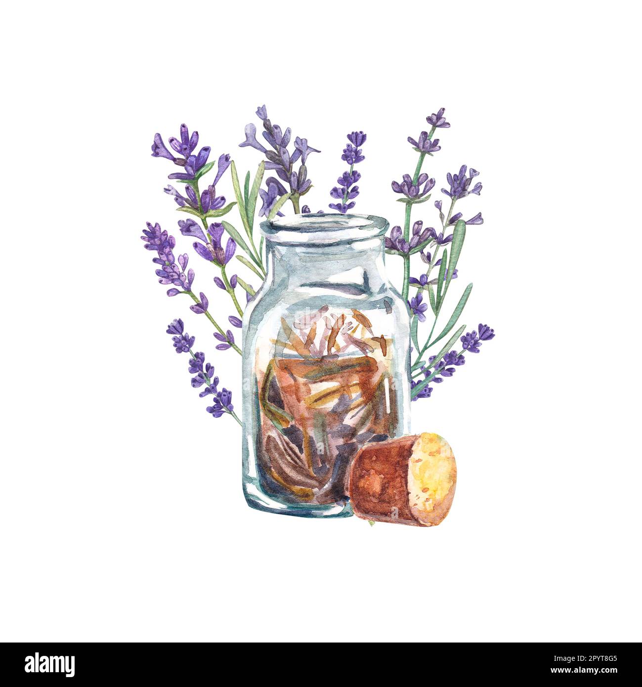 Lavender dried in an isolated jar. Watercolor illustration of Provencal ...