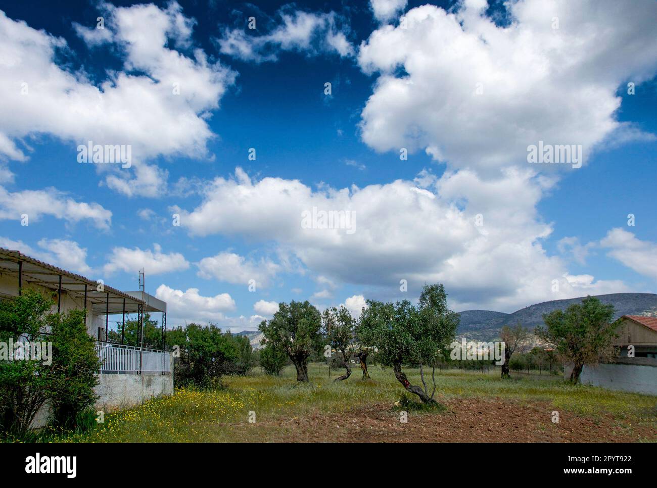 Small field with some olive trees under a cloudy sky. Megalo Pefko , Greece. Stock Photo