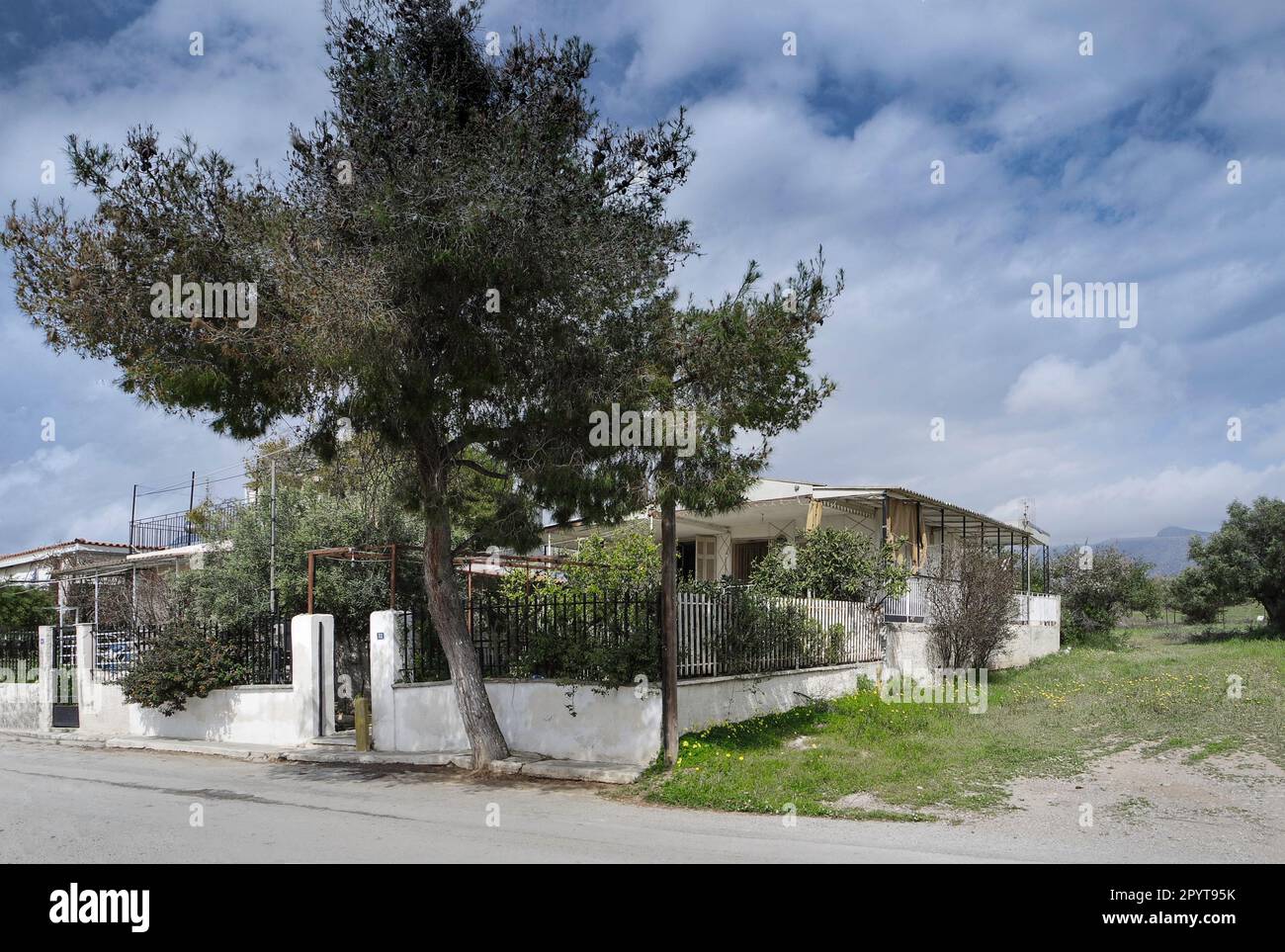 A pine big tree outside a countryside old house in Nea Peramos, Greece Stock Photo