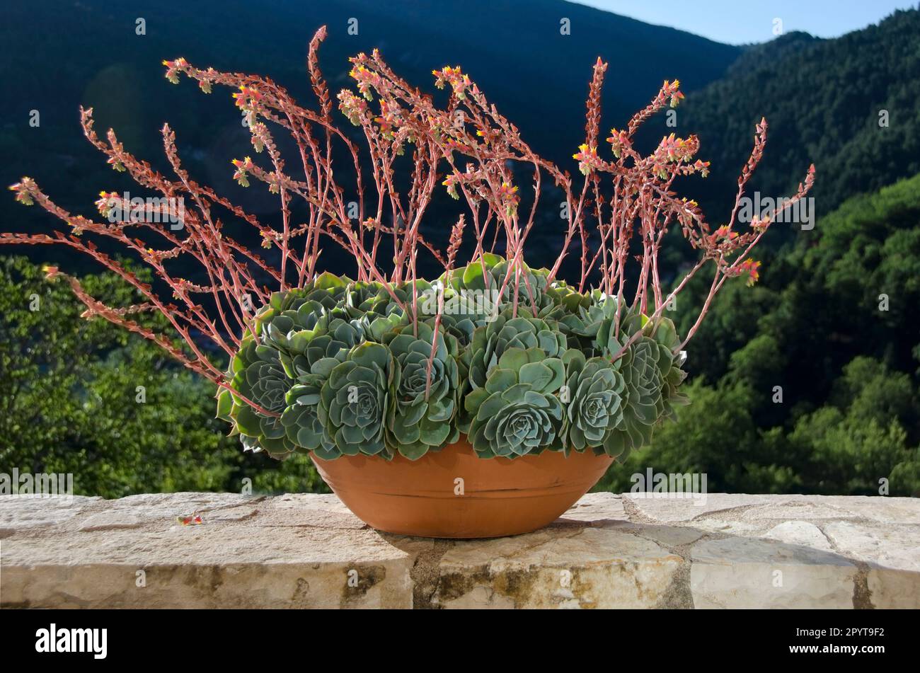 Summer flowers in the pot against mountain as background Stock Photo