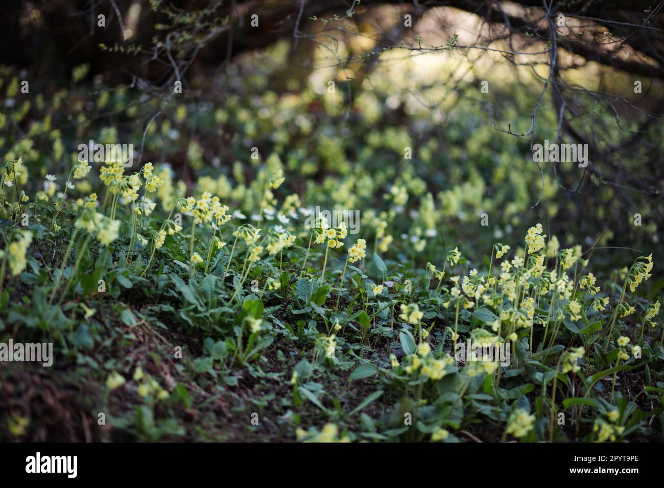 Yellow sikkim cowslip field. Nature in spring primula veris wildflower Stock Photo