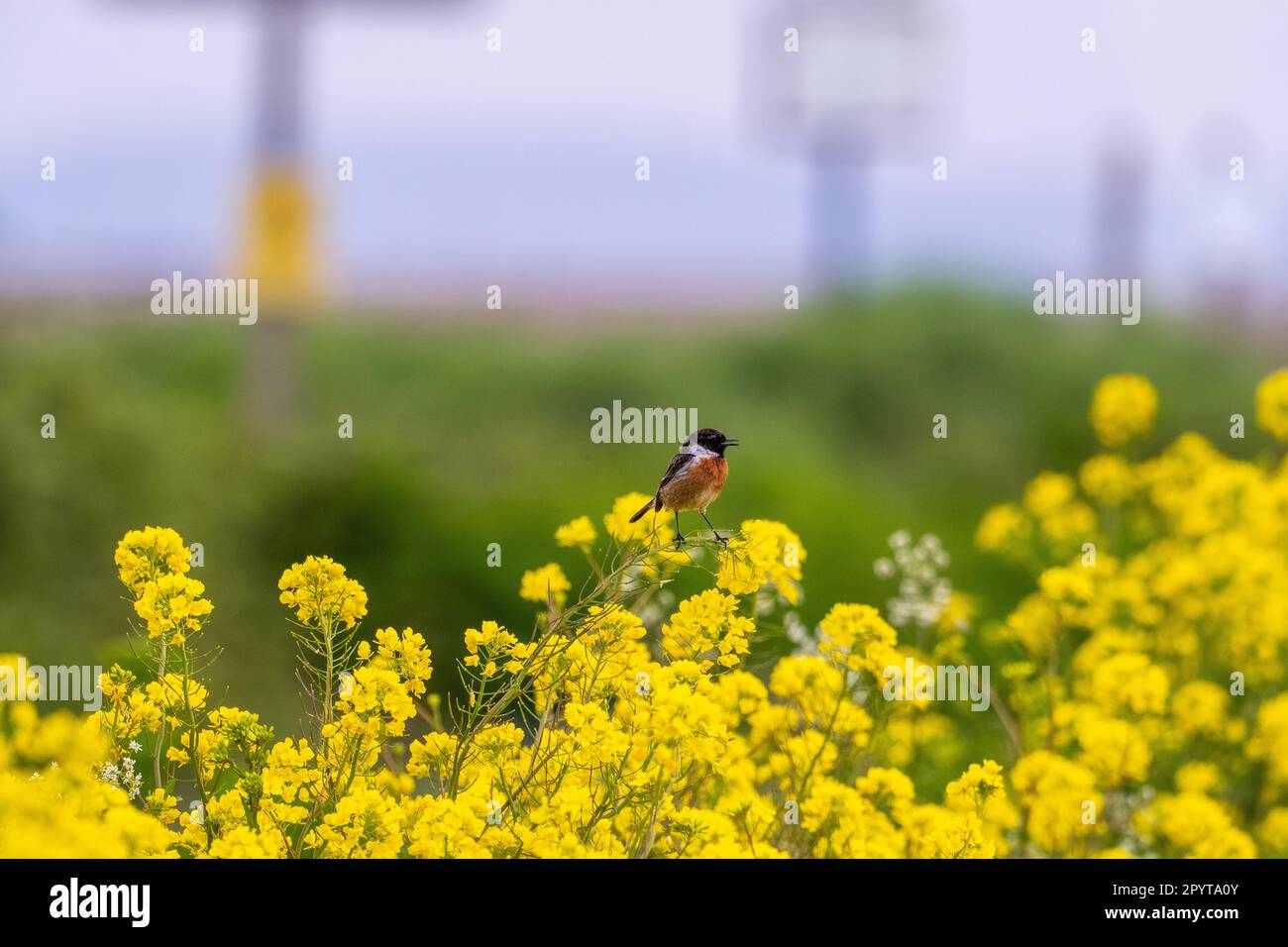 Male Stonechat songbird perched on top of wild flowers sisymbrium Loeselli flae London rocket  in a summer meadow Stock Photo