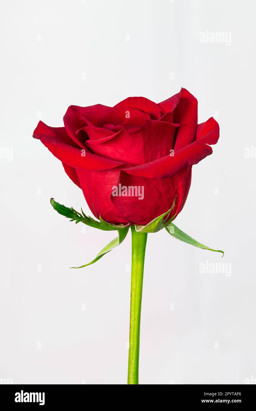 Red Roses Rectangular Vertically Vertical close up individual hi-res stock photography and images - Alamy