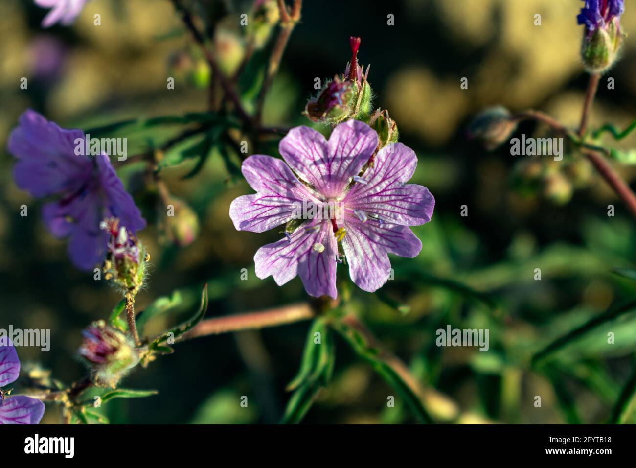 A purple flower against the sunlight on a spring day Stock Photo - Alamy