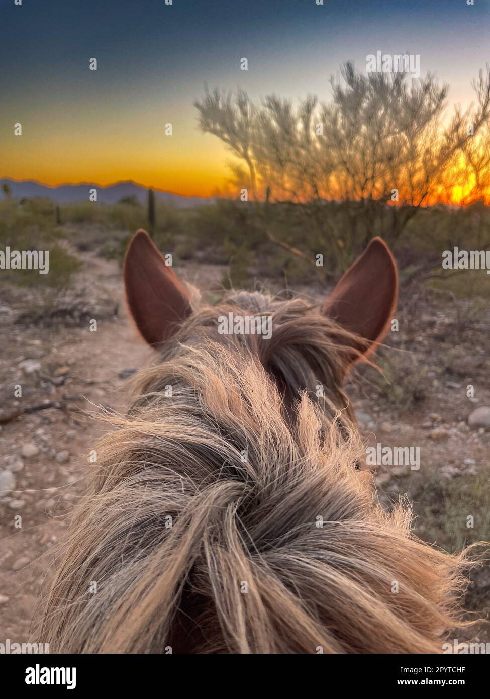 Horseback riding in Tucson Arizona at sunset Stock Photo