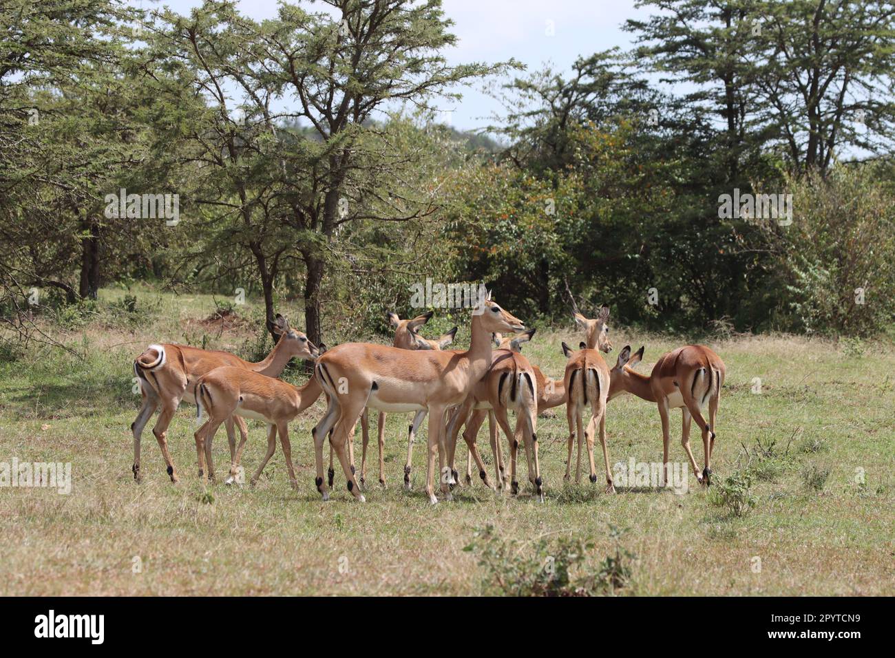 Herd of gazelle in Masai Mara national park Kenya Africa Stock Photo ...