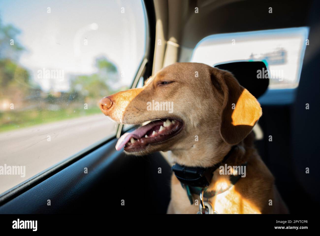 Happy Dog Panting in the Sunshine Looking Out Car Window Stock Photo - Alamy