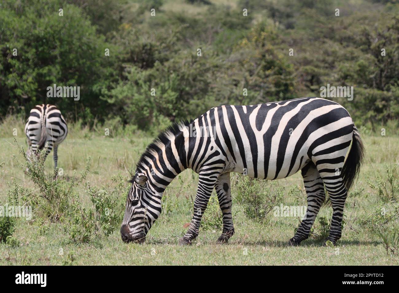 Zebra on Masai Mara national park Kenya Africa Stock Photo - Alamy