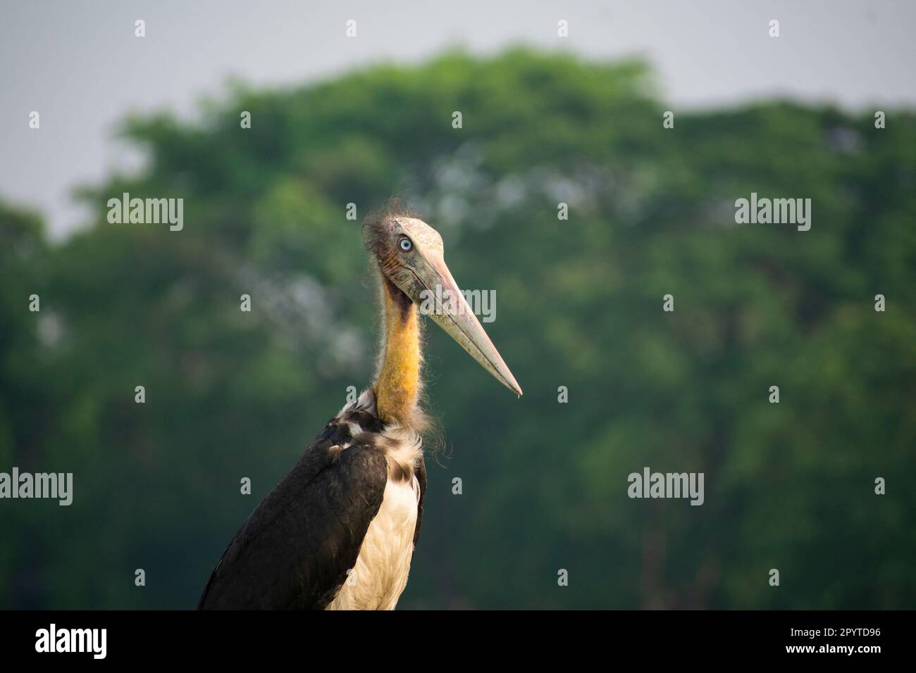 Lesser adjutant stork searching for food Stock Photo