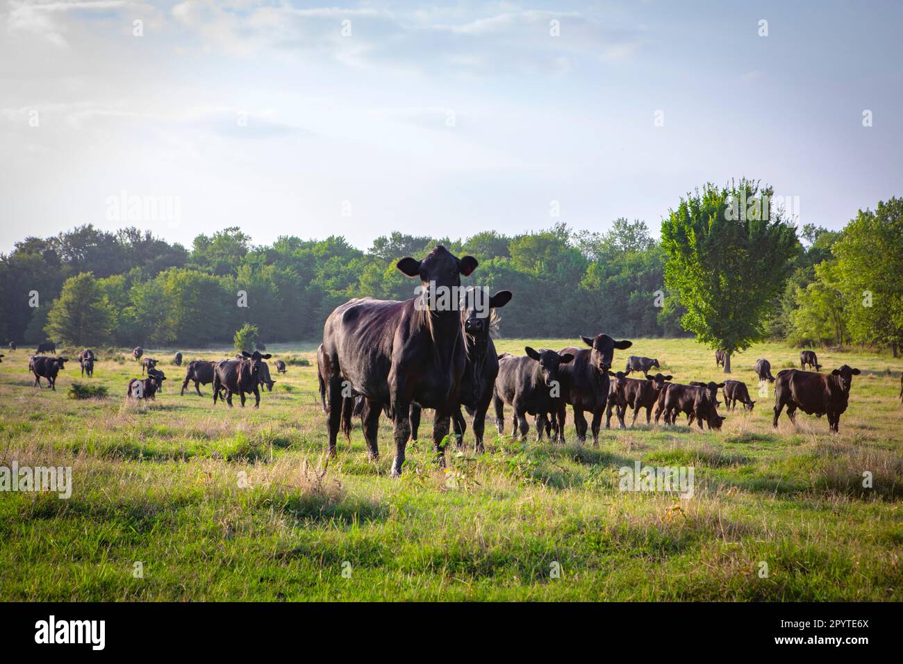 Cattle on livestock ranch in Texas Stock Photo Alamy